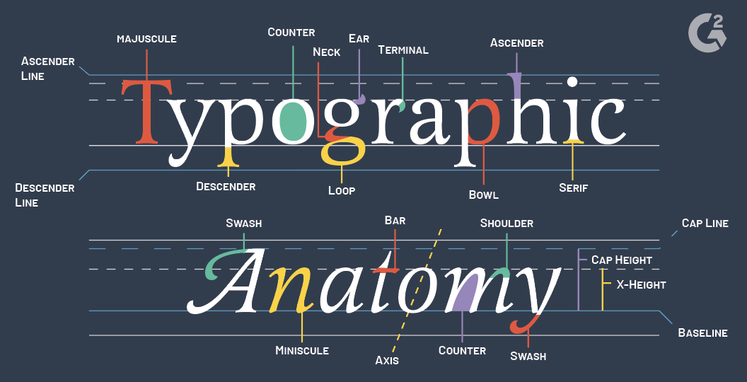 typographic anatomy.png